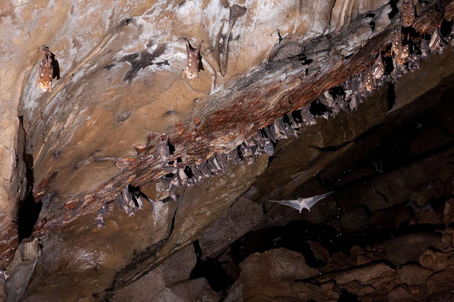 Саблинские пещеры летучие мыши